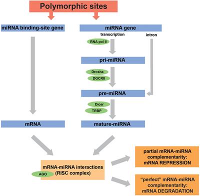 MicroRNA-Related Polymorphisms in Infectious Diseases—Tiny Changes With a Huge Impact on Viral Infections and Potential Clinical Applications